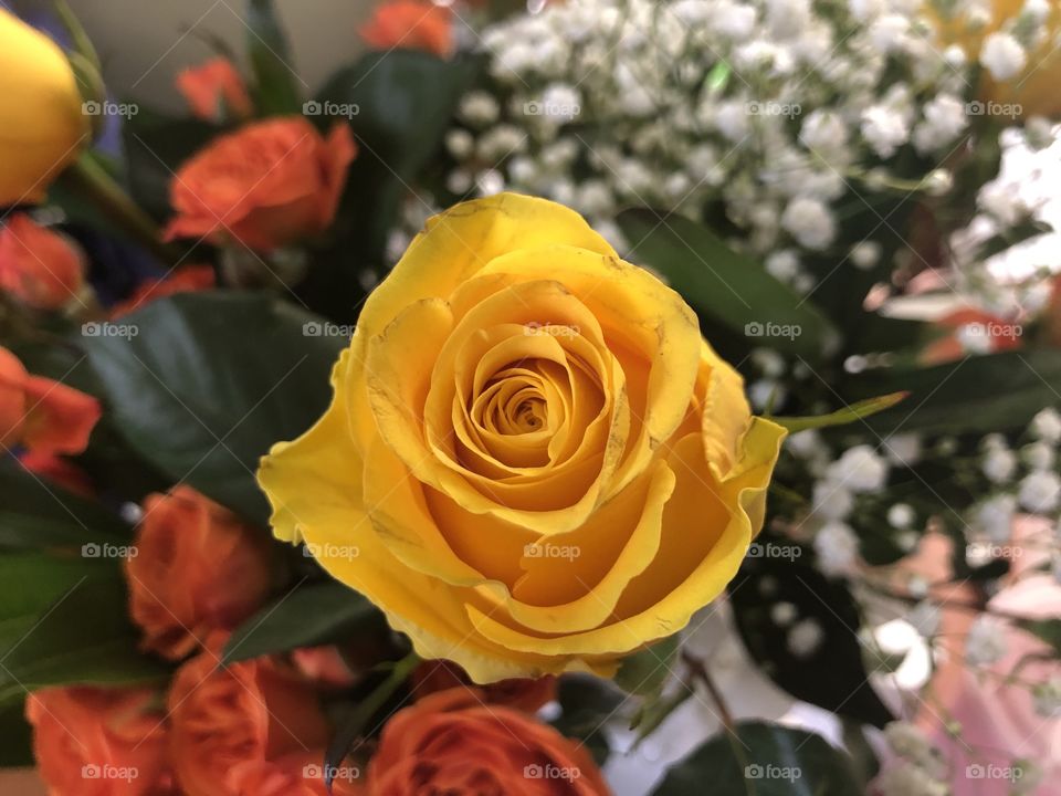 Yellow rose 