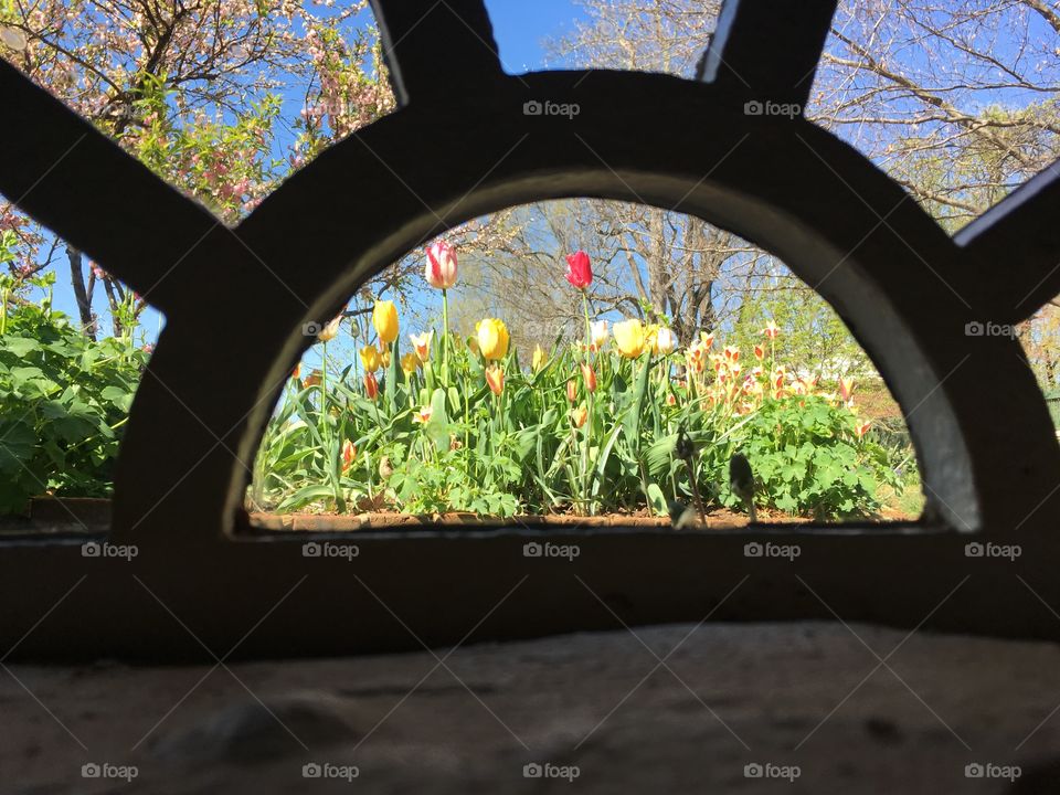 Monticello - tulips through window 