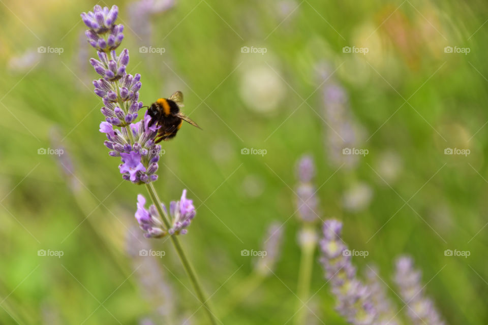 Bee enjoying lavender in the garden