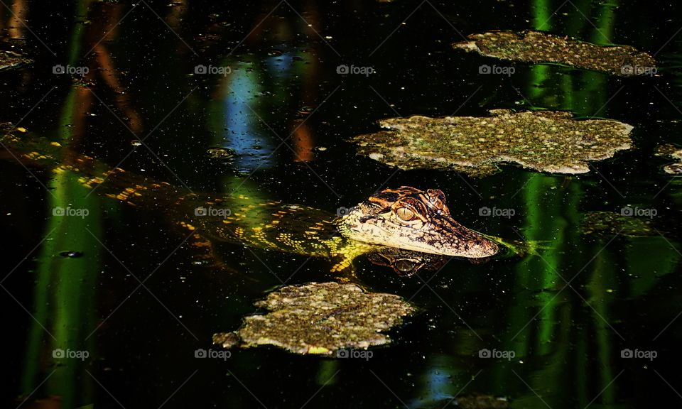 Alligator 
