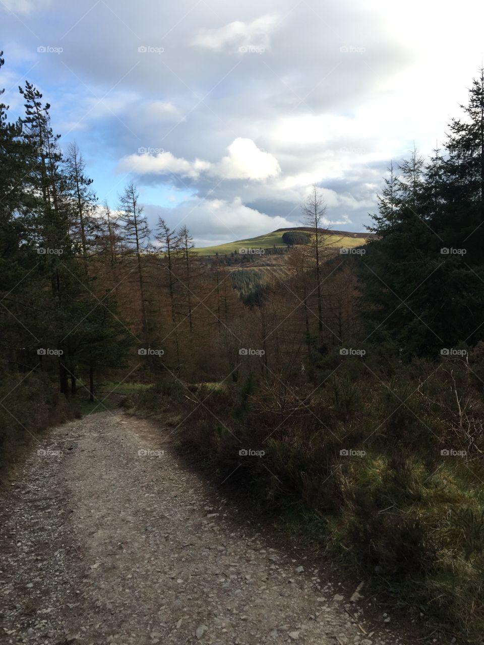 Forest Trail - Clwydian Range