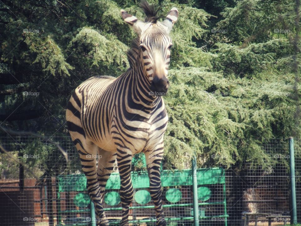 Zebra looking straight on