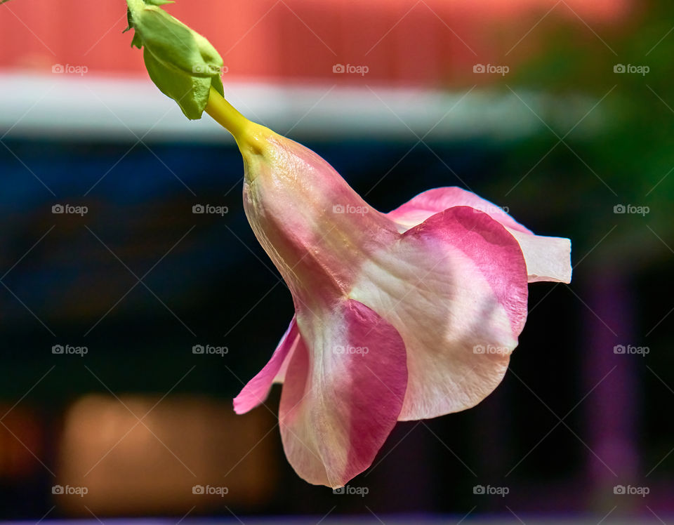 Floral photography - Allamanda - Petals - Backside grooves