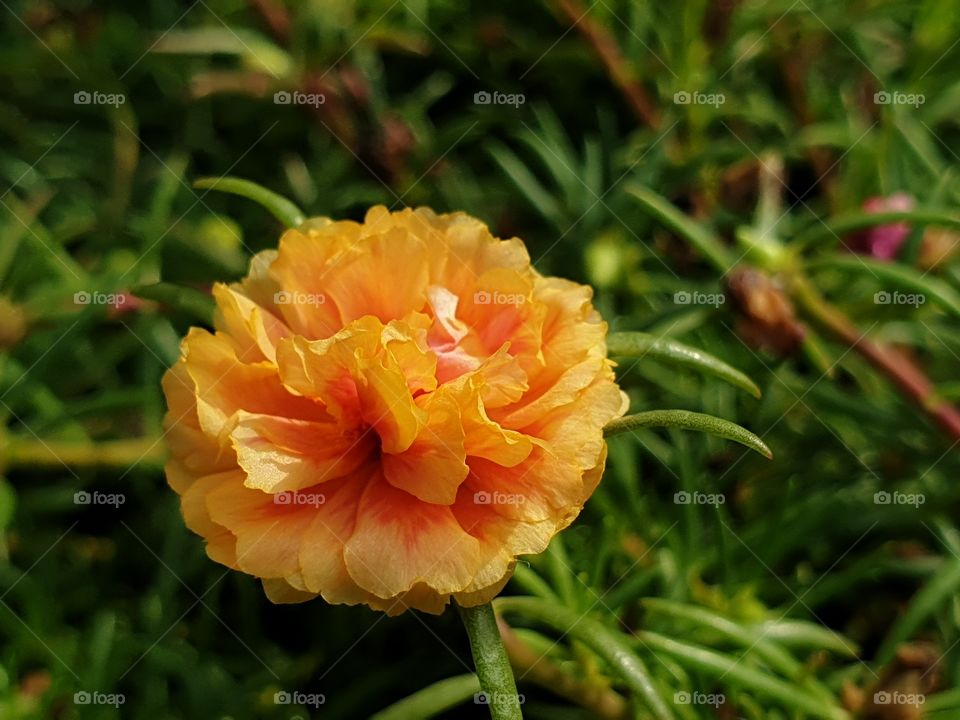 the beautiful flowers