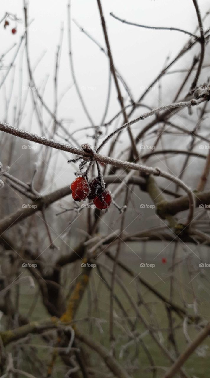 зимовий ранок