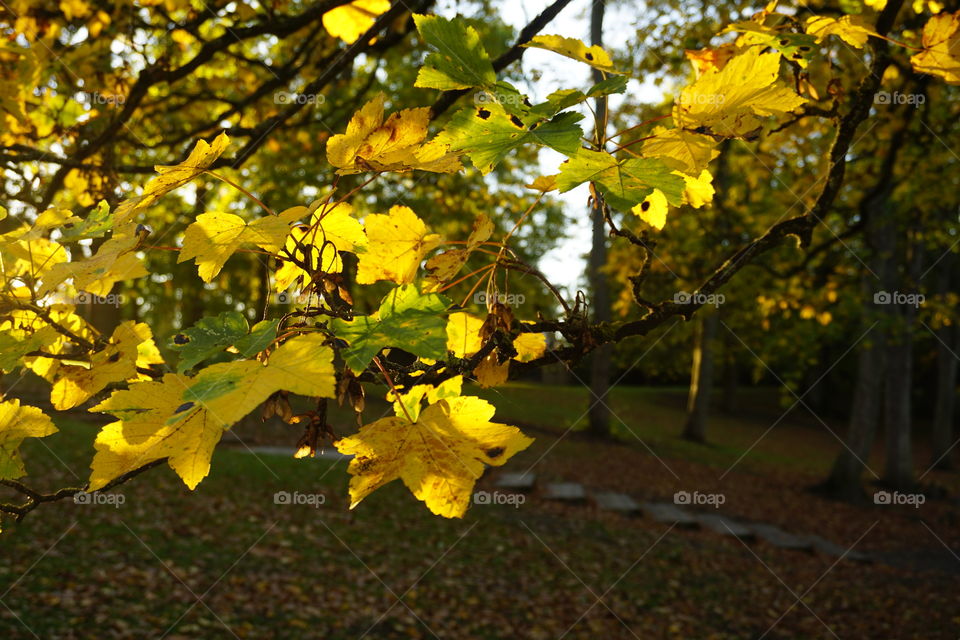 Autumn leaves basked in evening sunshine after a very heavy downpour 