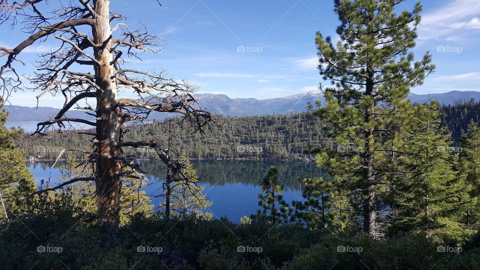 view of a lake with a dead conifer. mountains in the background