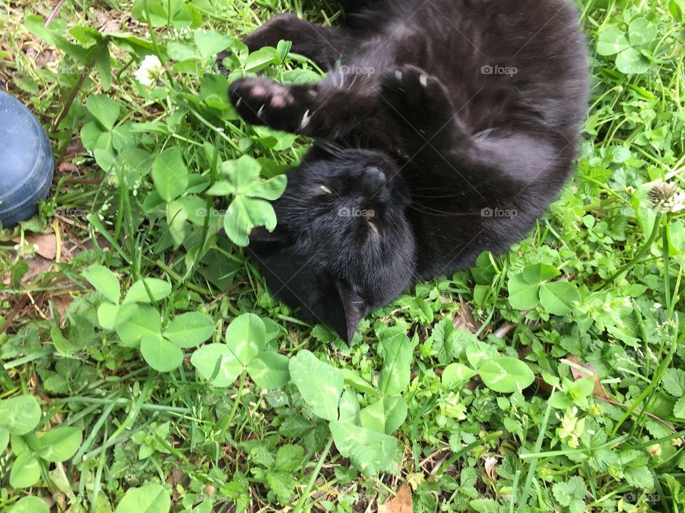 Happy Black Cat rolling in clover