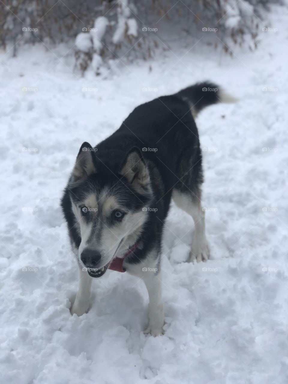 He really loves the snow. We don’t get it too often