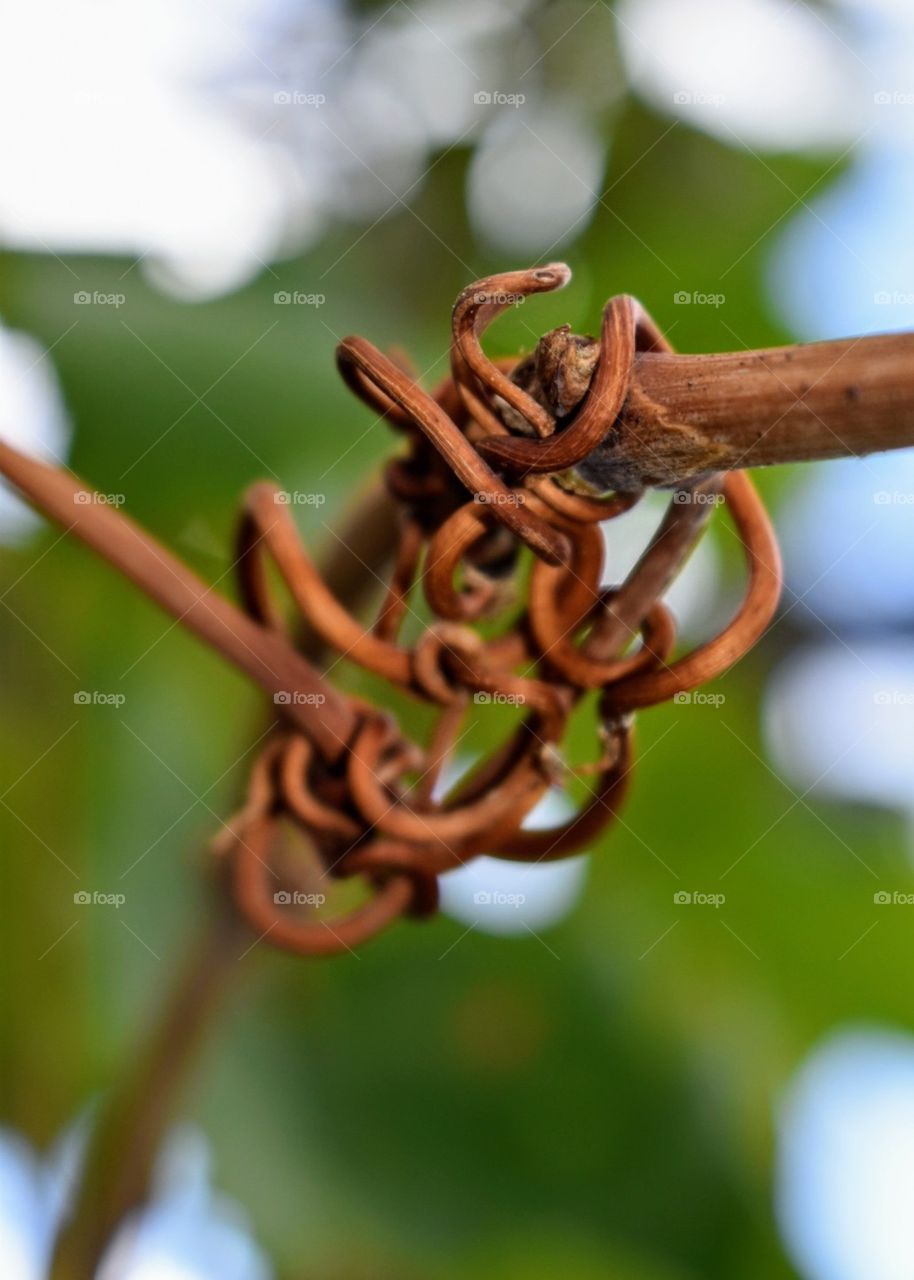 branch of the grapes