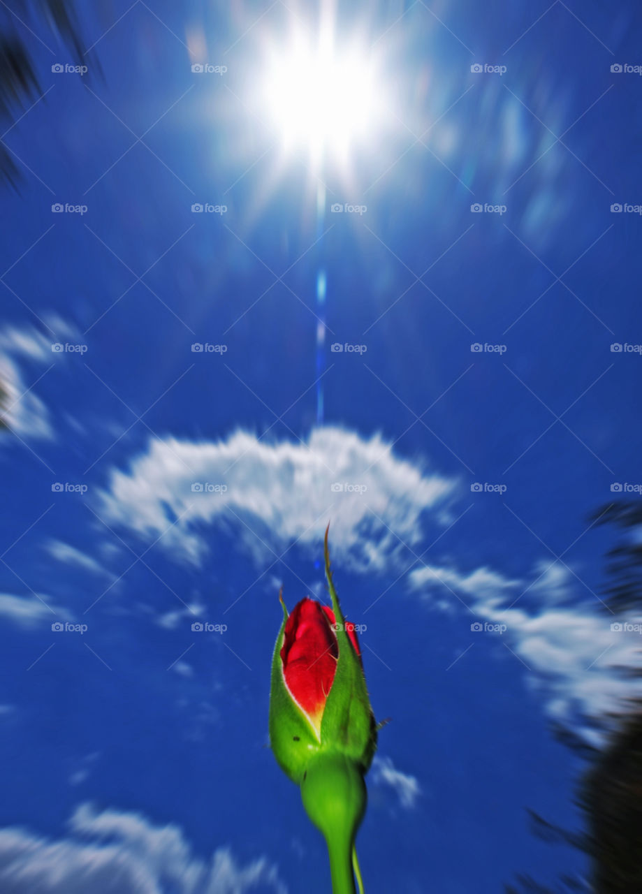 Rose in the sky
