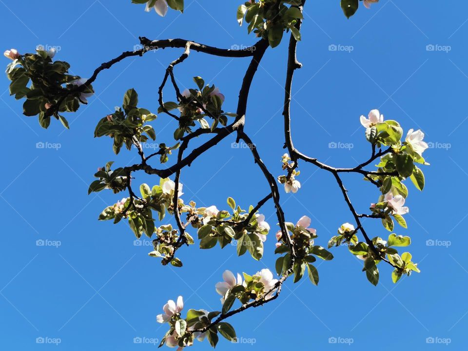 Blossom quince tree