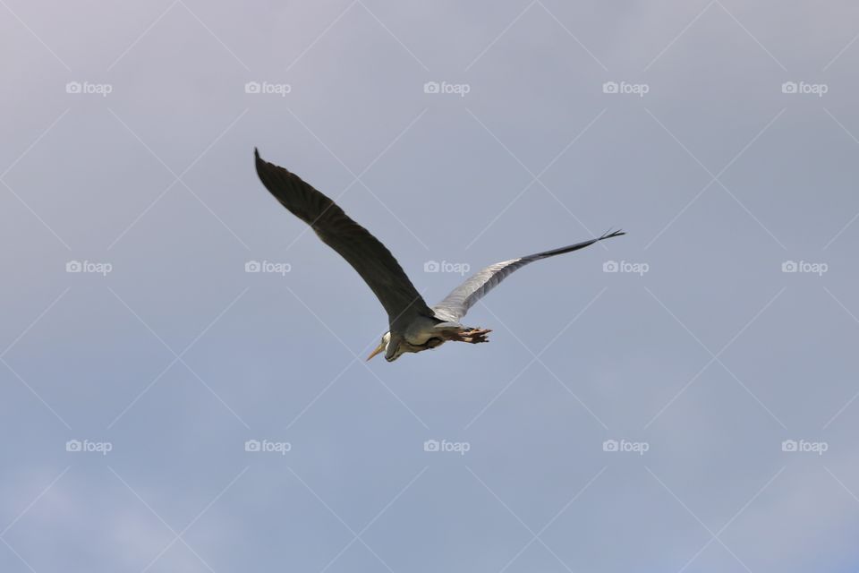 Gray heron in flight 