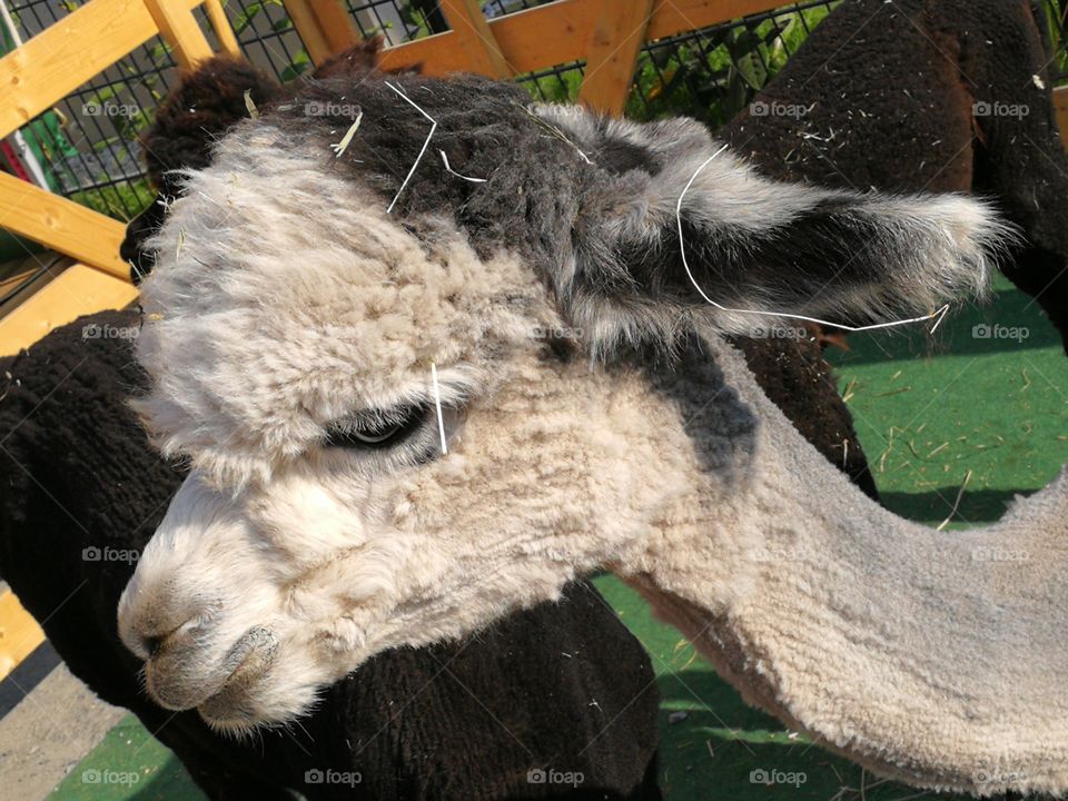 Alpaka - mit Stoh auf dem Kopf