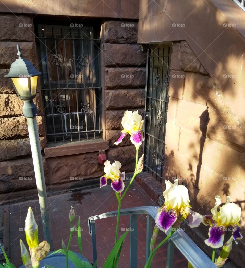 Flowers in Courtyard of NYC Building