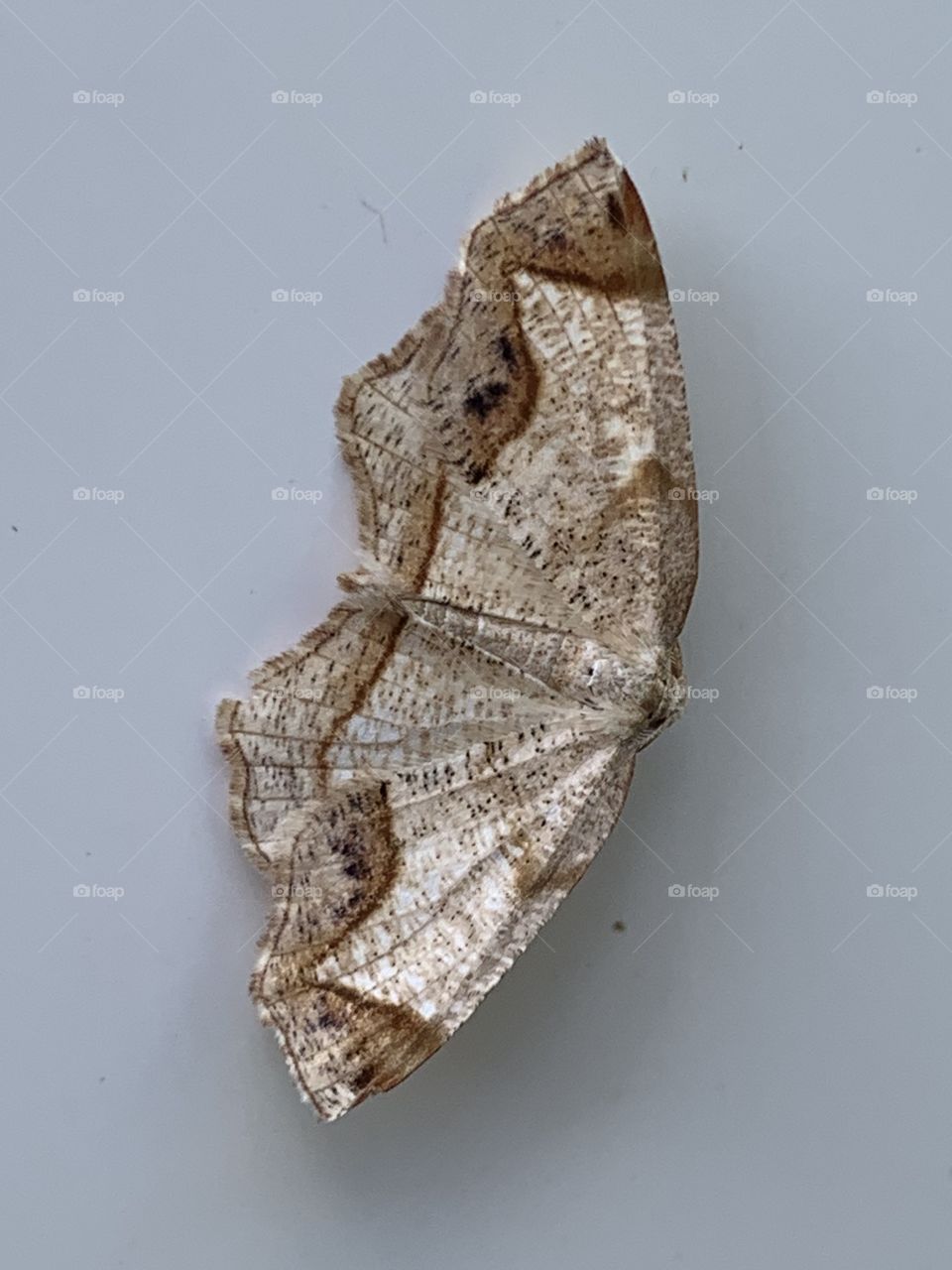 Map Moth - There's gotta be an red "X" somewhere?