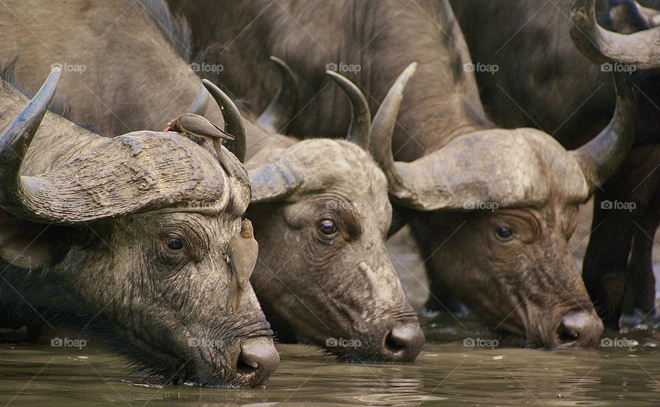 Three buffalos drinking at the water hole in Kavinga, Zimbabwe 