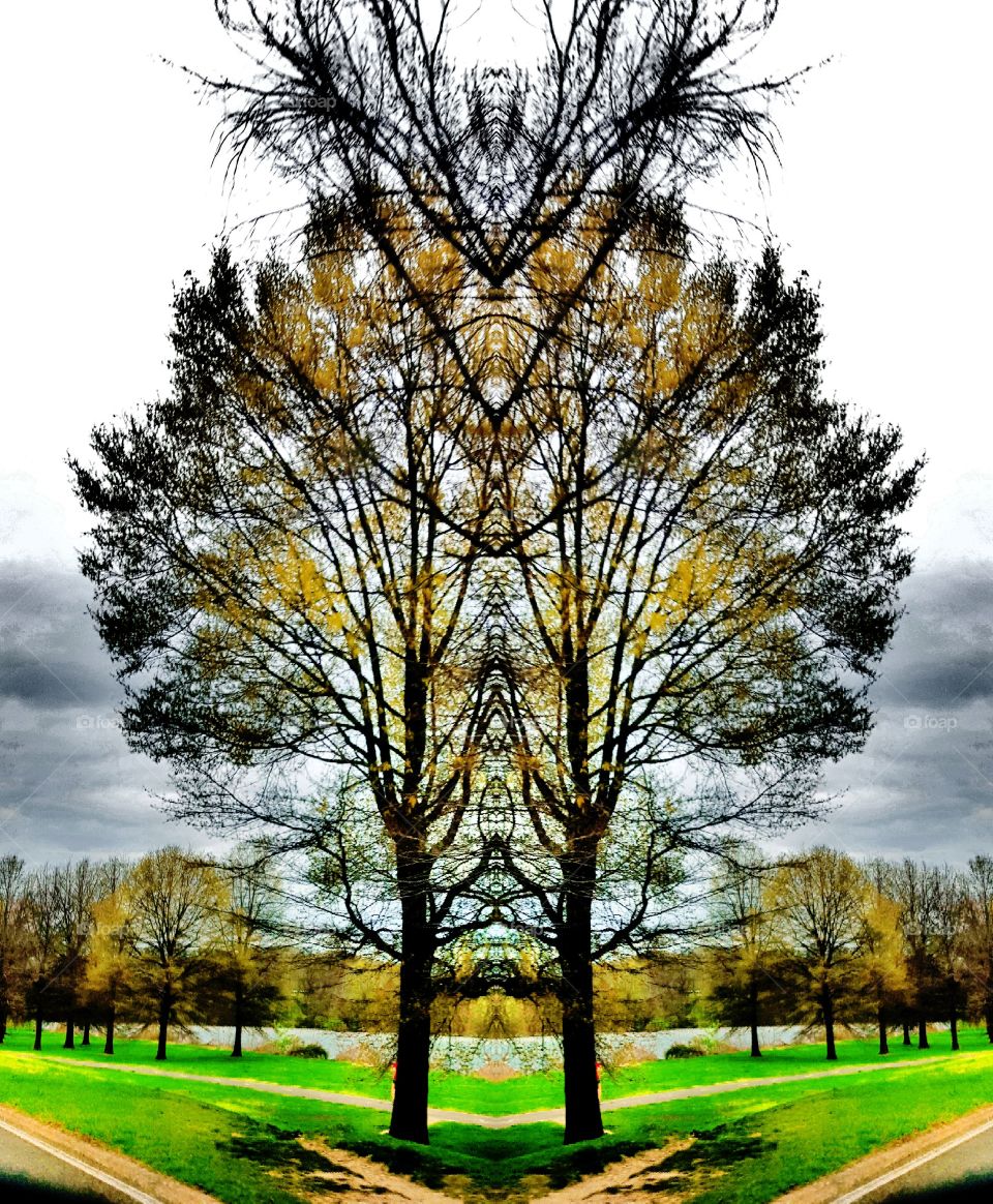 Tree, Fall, Park, Season, Landscape