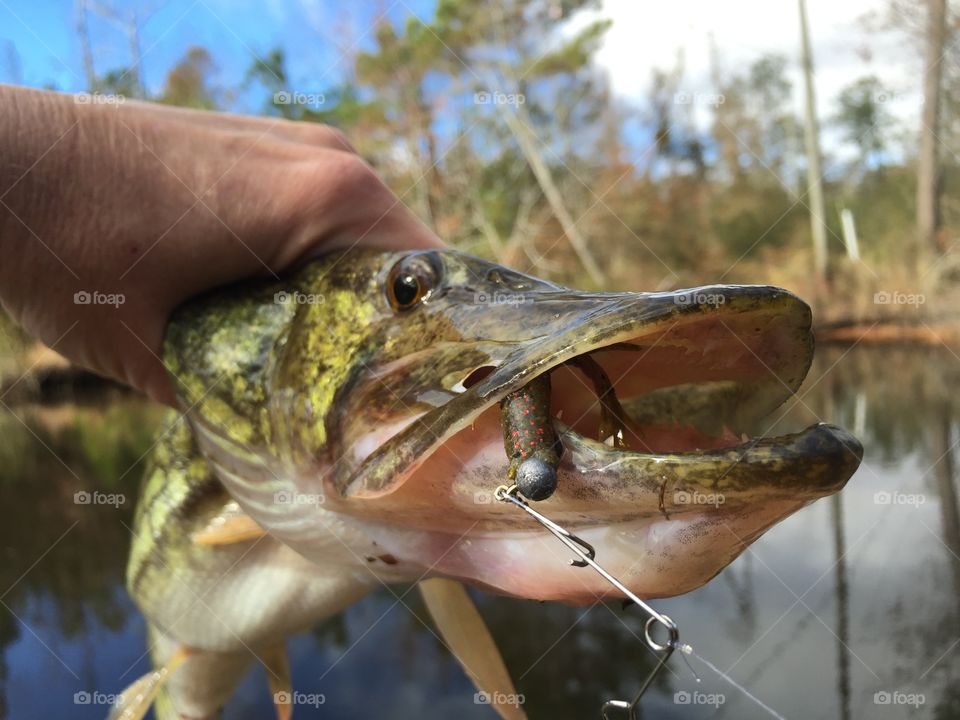 Chain Pickerel 