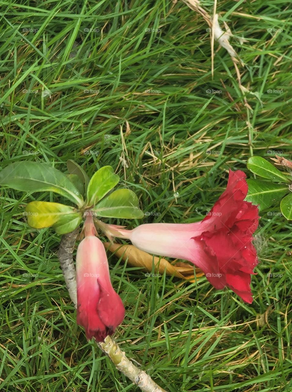 Impala Lily blooms