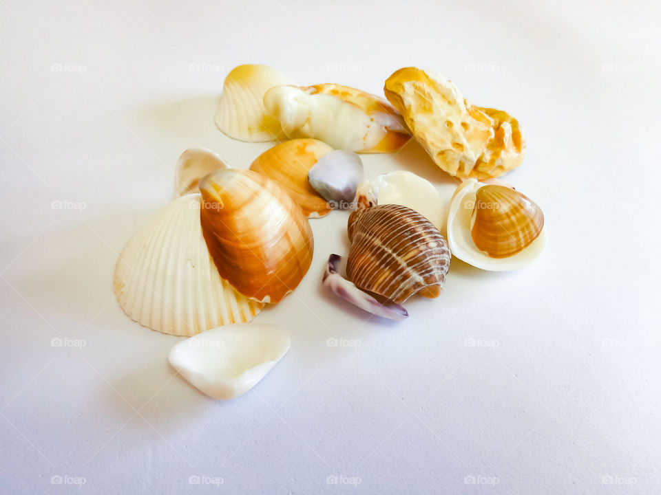 Sea shells in bright light