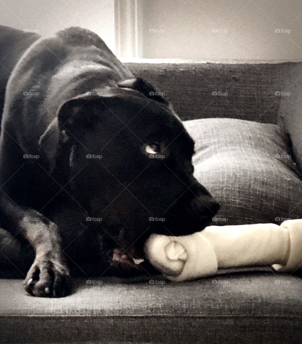 Dog With Rawhide 