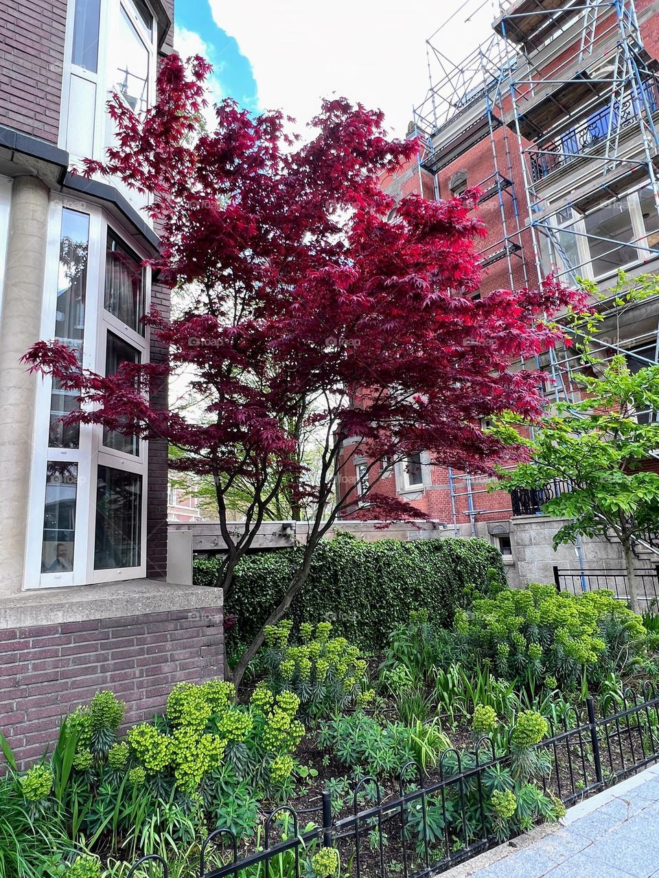 Urban city life: beautiful single bright dark red crown tree next to the residential building at the street yard 