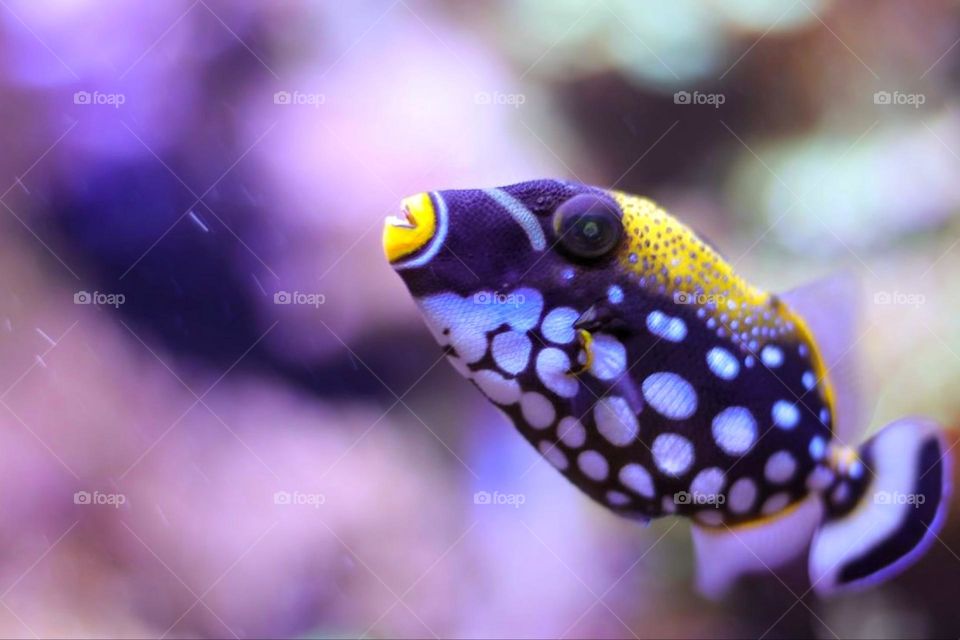 A purple colorful leopard triggerfish swims against a purple background in an aquarium