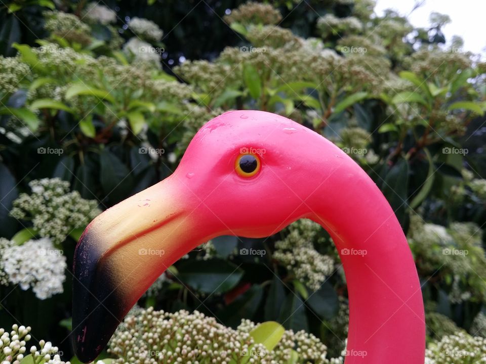 Flamingo with Flowers