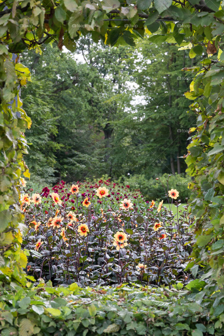 Beautiful flowers in a garden in a frame by green leaves 