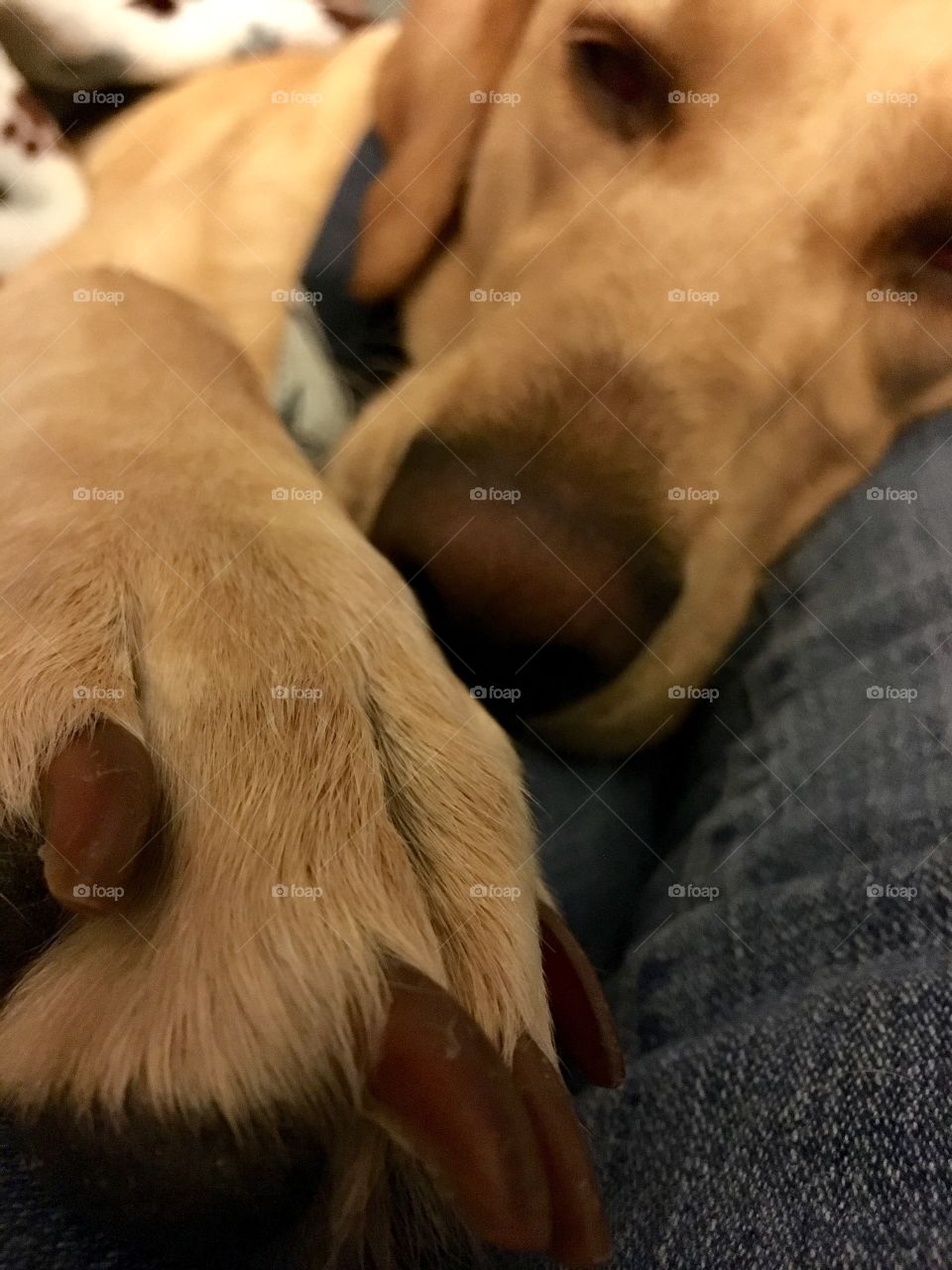 Sleeping pup with feet in focus