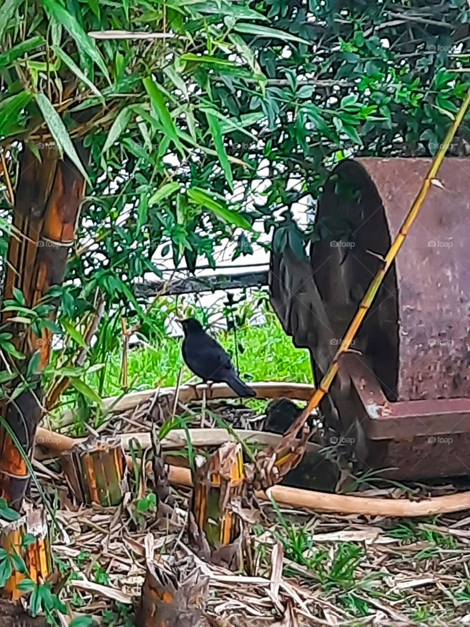 A black bird sitting on the wood