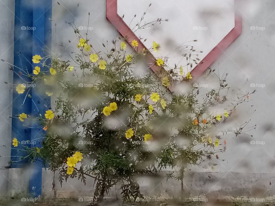 I captured this photo over the windscreen of my car when I was waiting in parking in a rainy day. Hope you enjoy this picture.