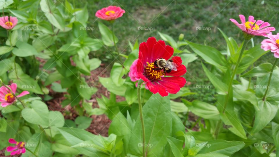 My mother's flower garden. Last weekend I watched this little bumble bee bumble its way around the garden choosing the most beautiful to land on and drink of its nectar.