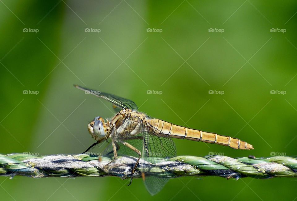 Dragonfly sitting on a rope 