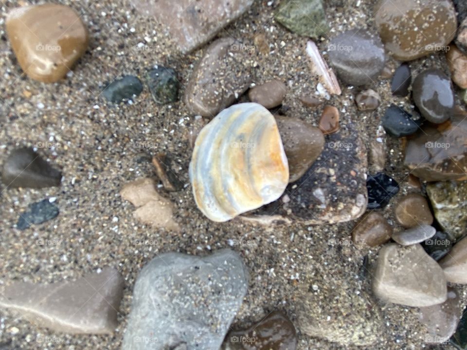 Iridescent seashell laying on a sandy beach with a variety of colorful stones 