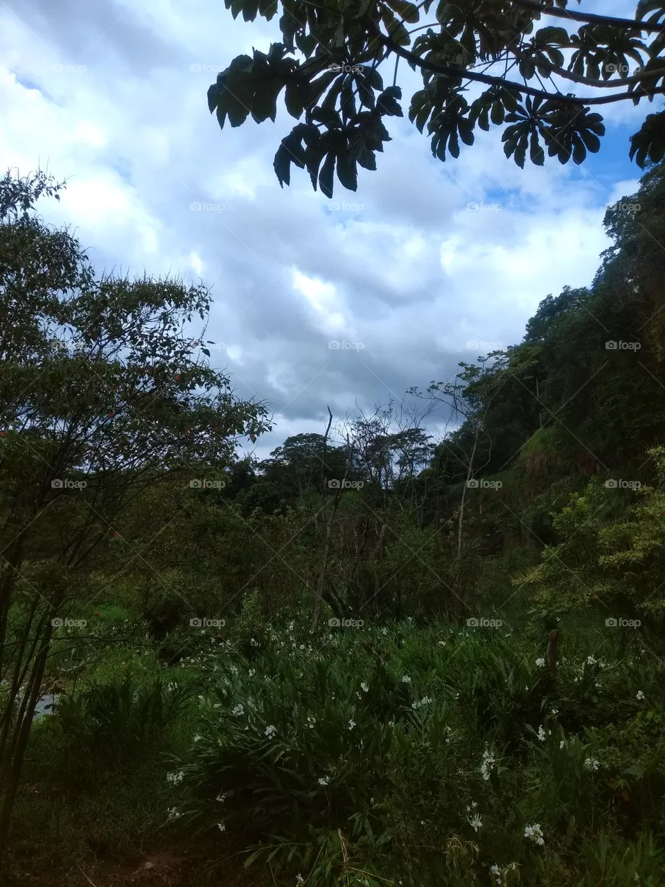 tree
