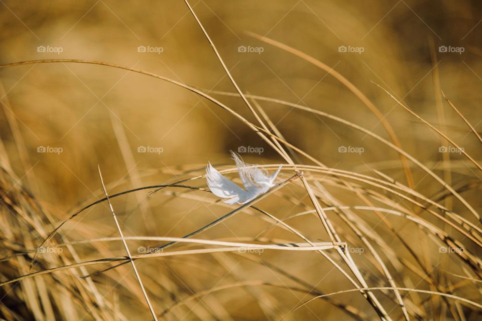 Lone feather