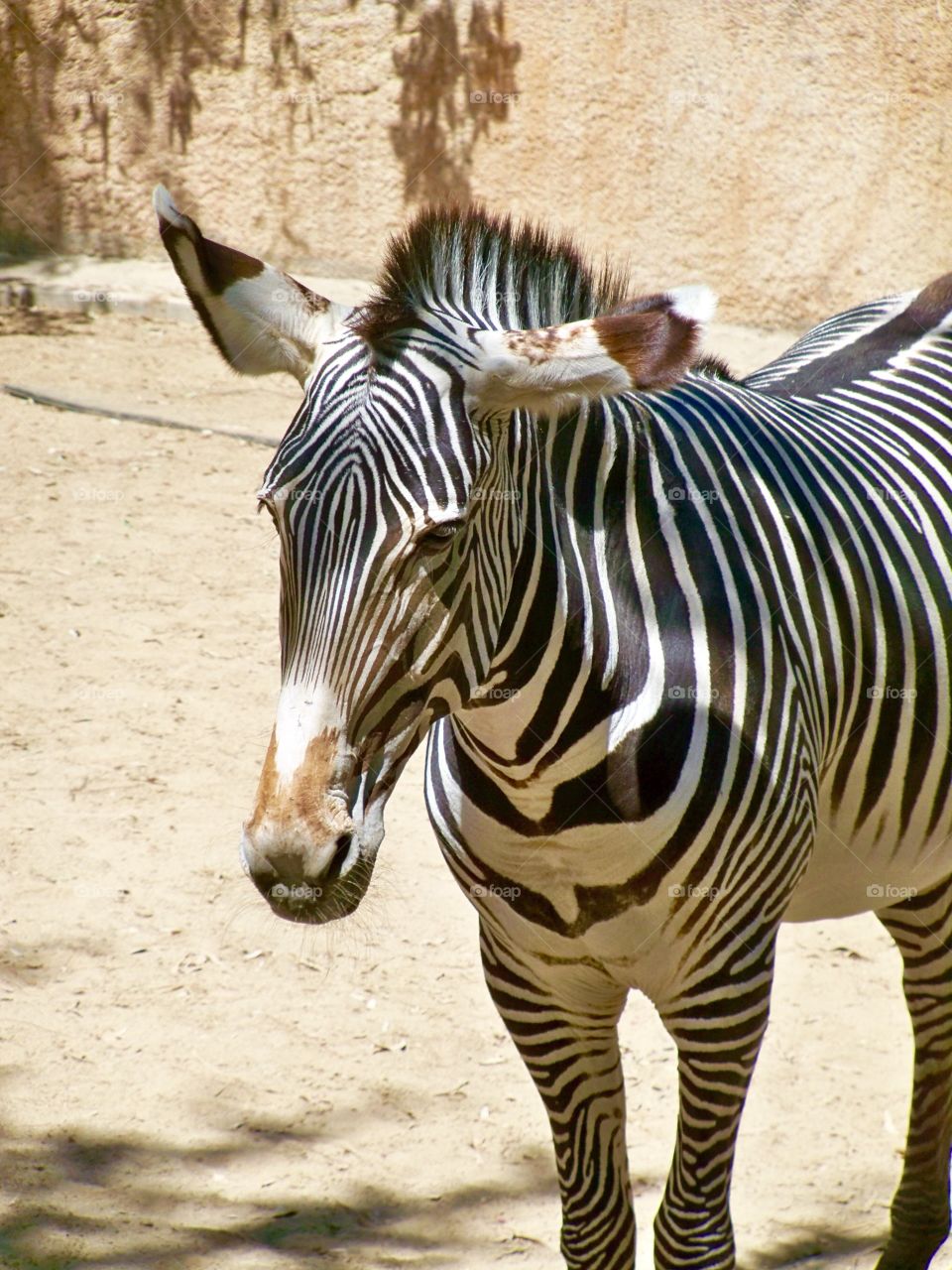 Zebra