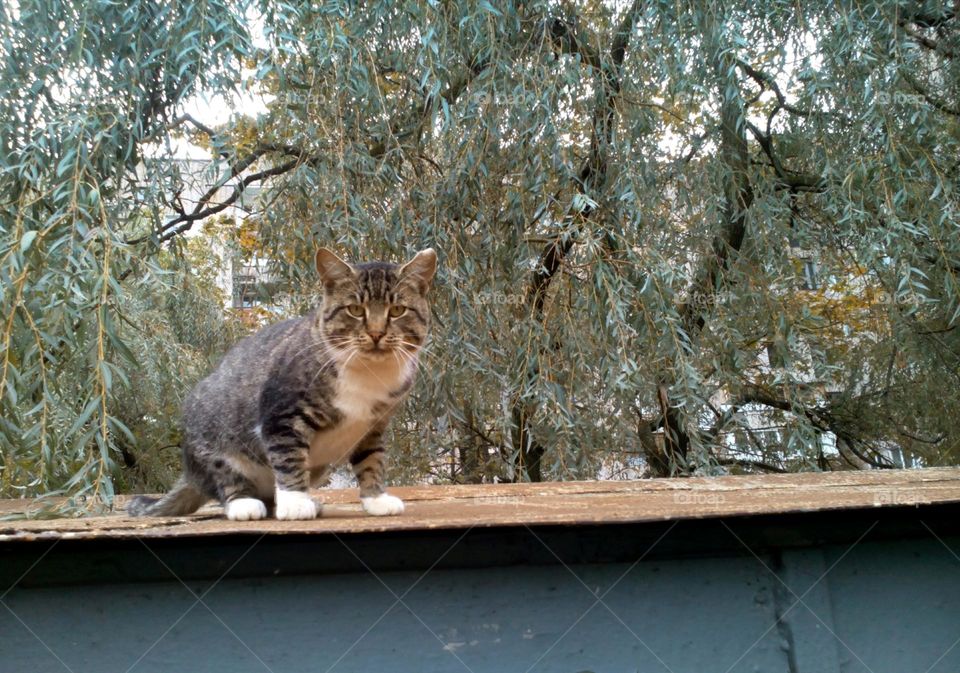 Nature, Cat, Tree, Animal, Outdoors