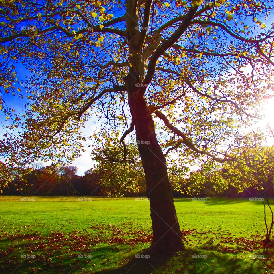 Sunlight on tree