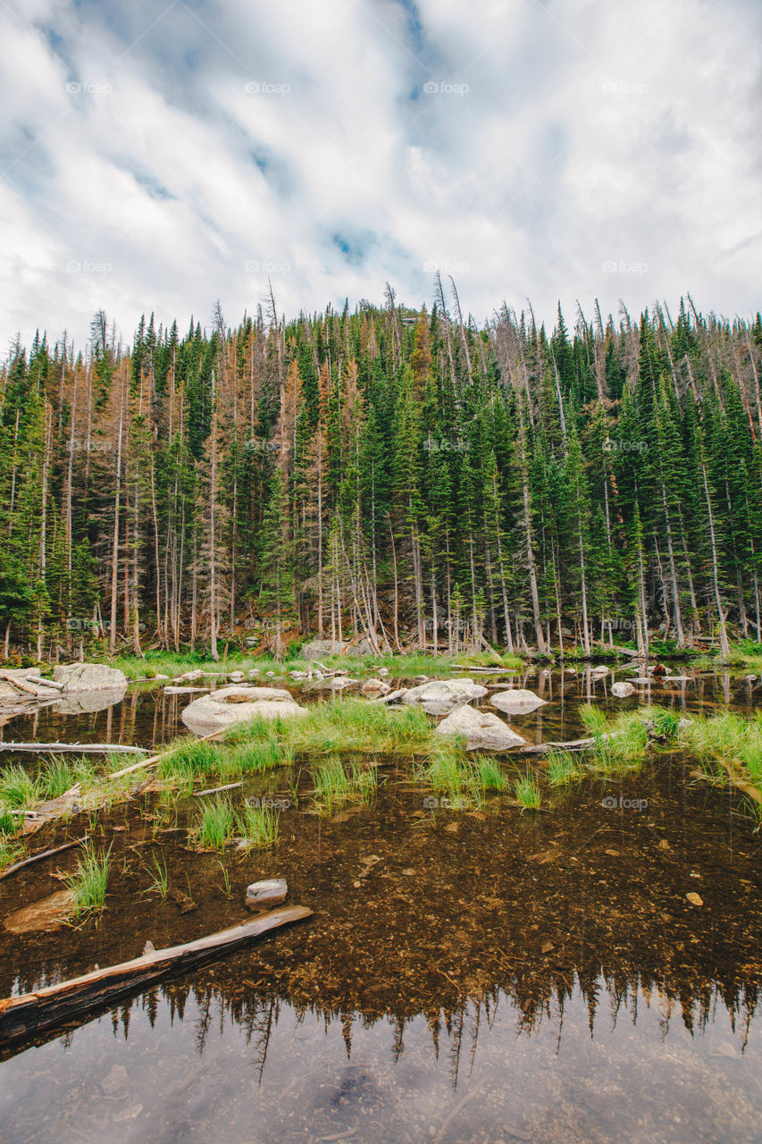 Aspen trees in Rocky Mountain National park 