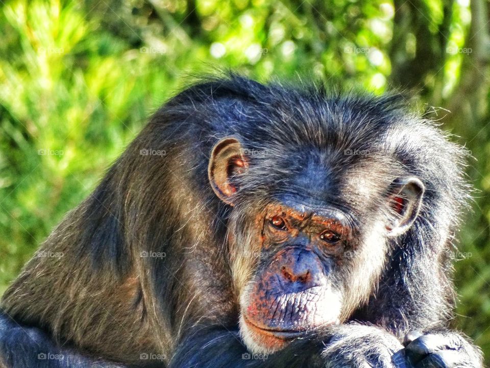 Intelligent Chimpanzee. Thoughtful Primate
