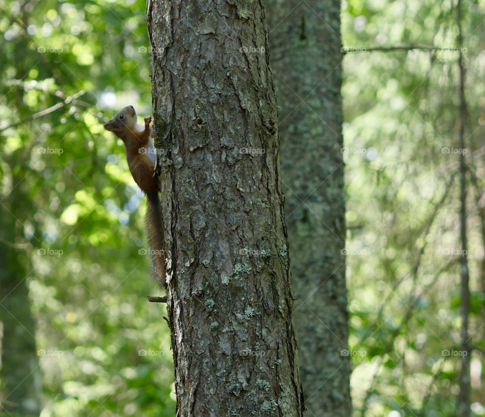 Squirrel on a tree in natural wild forest