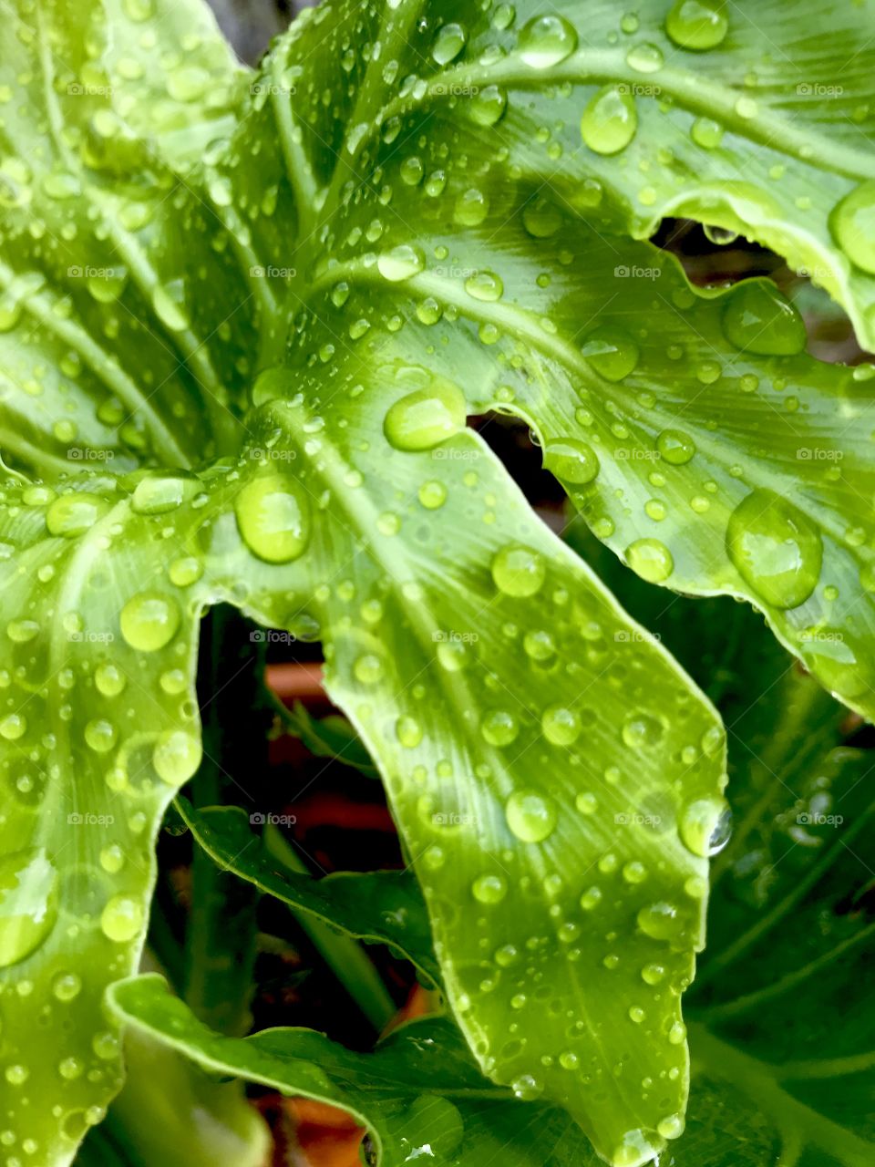 Green big leafs whit drops of rain.