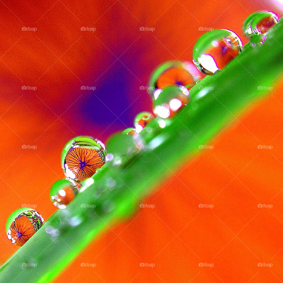 TINY WATER DROPLETS ON A LEAF