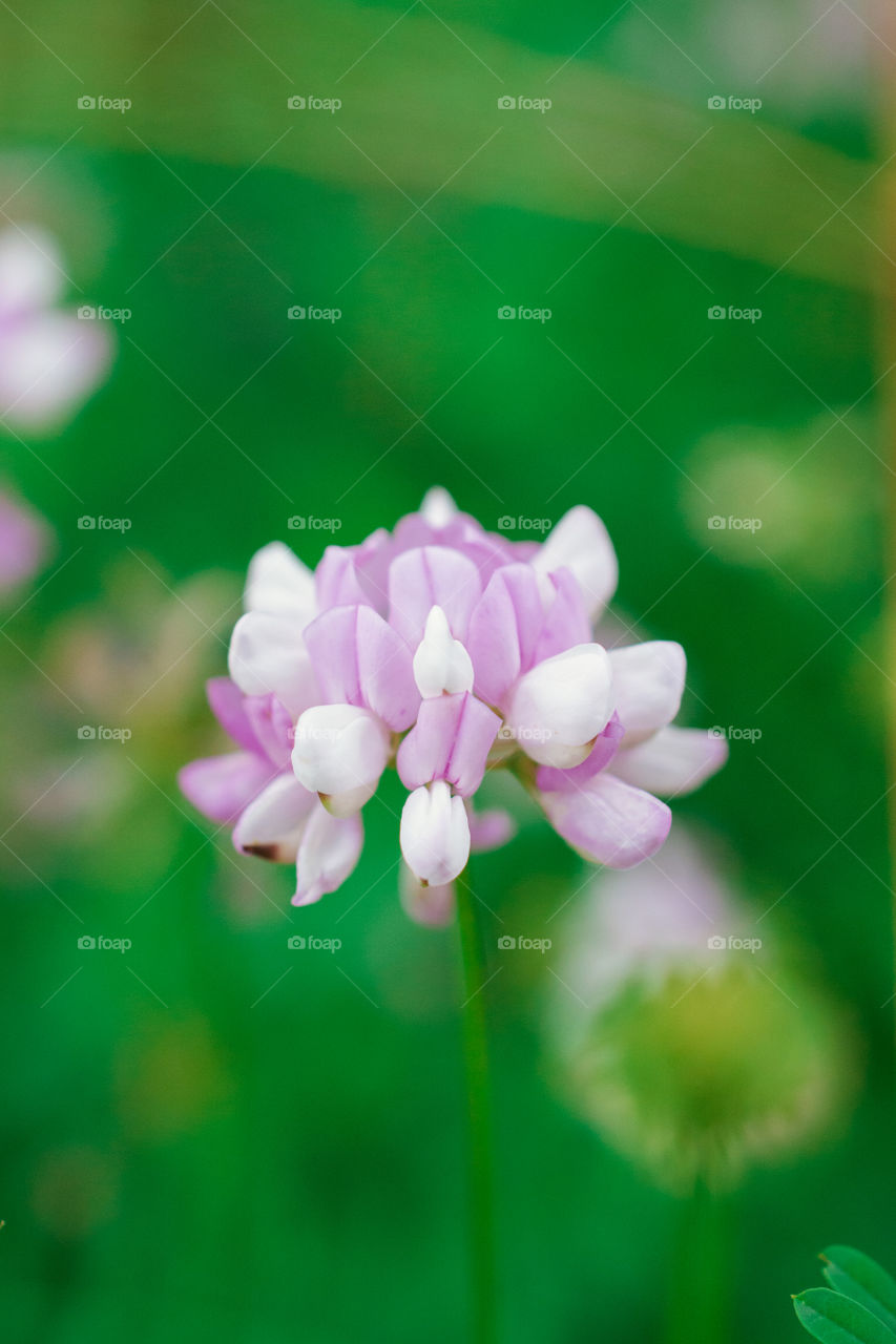 Wild Clover Flower