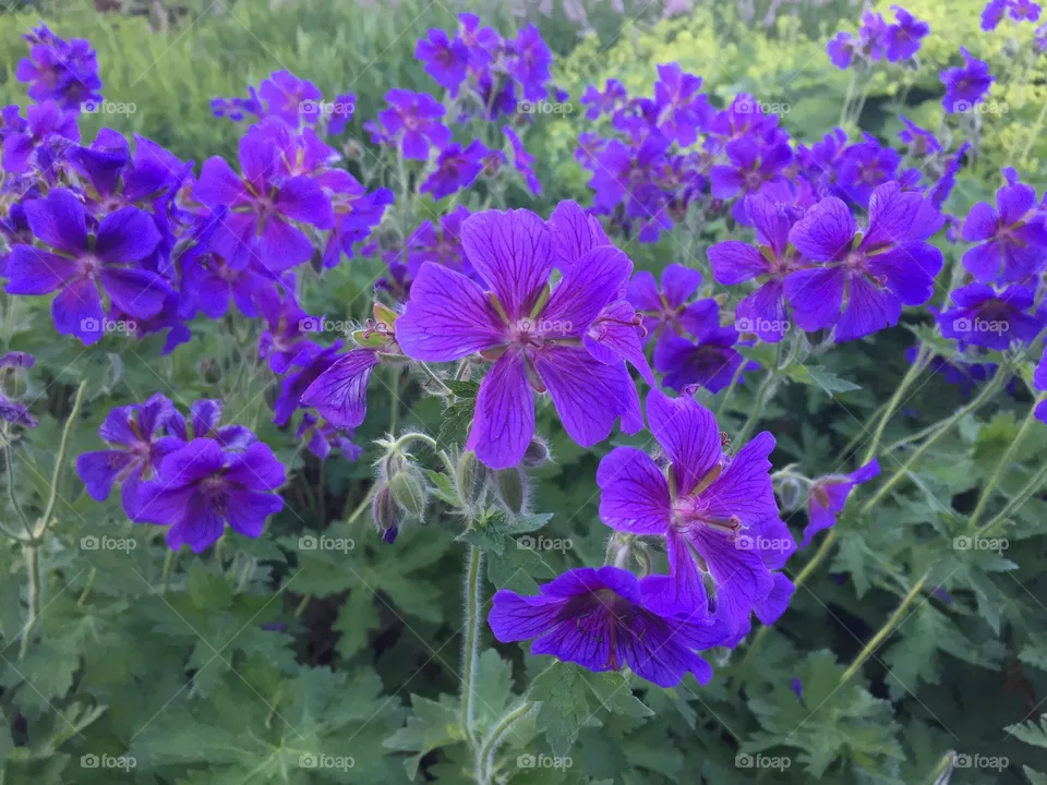 Violet