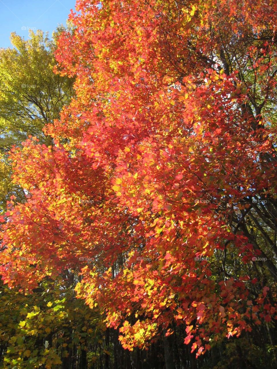 Fall, Leaf, Tree, No Person, Maple