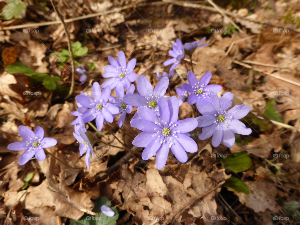 hepatica light blue